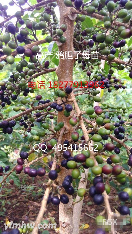 CgEHP1XgIY7TRwwhAAKdUd65a6U51_600-0_6-0 - 副本 - 副本 - 副本.jpg CgEHP1XgIY7TRwwhAAKdUd65a6U51_600-0_6-0 - 副本 - 副本 - 副本.jpg