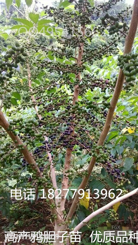 CgEHP1XgIZXmQU7wAAWFgo5en2c56_600-0_6-0 (1) - 副本.jpg CgEHP1XgIZXmQU7wAAWFgo5en2c56_600-0_6-0 (1) - 副本.jpg