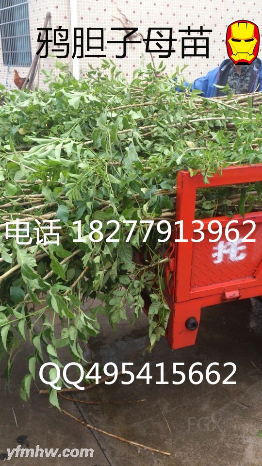 QQ图片20150901142828 - 副本 - 副本 - 副本.jpg QQ图片20150901142828 - 副本 - 副本 - 副本.jpg