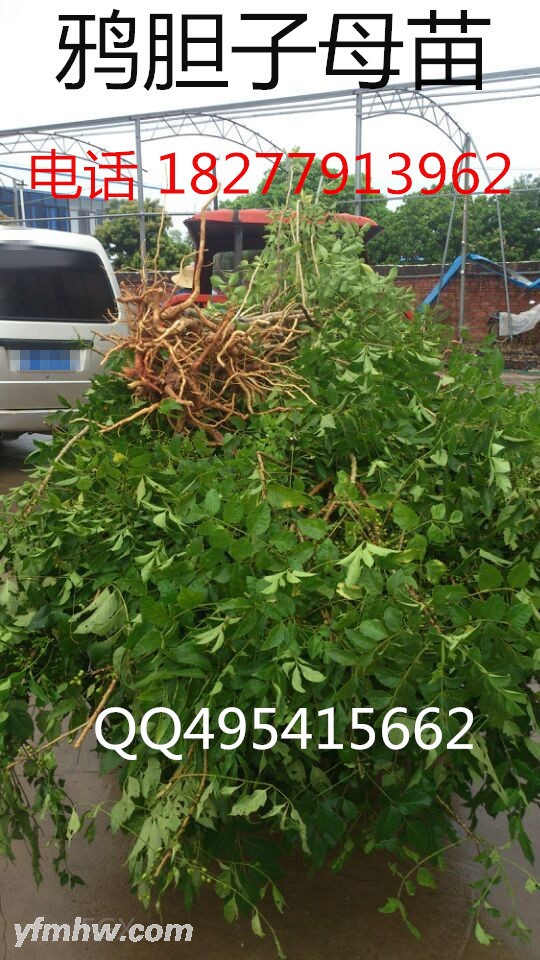 QQͼƬ20150901142915 - .jpg