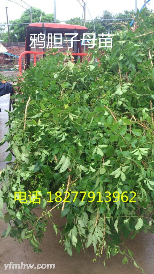 QQ图片20150901142957 - 副本.jpg QQ图片20150901142957 - 副本.jpg